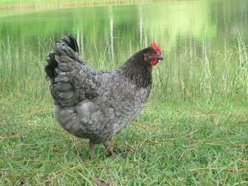 GALLINA AZUL
