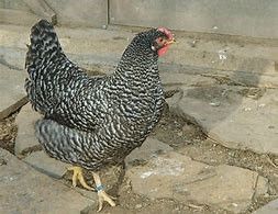 GALLINA PEDRESA